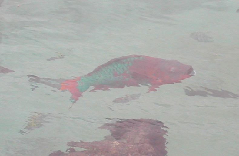 parrotfish.jpg